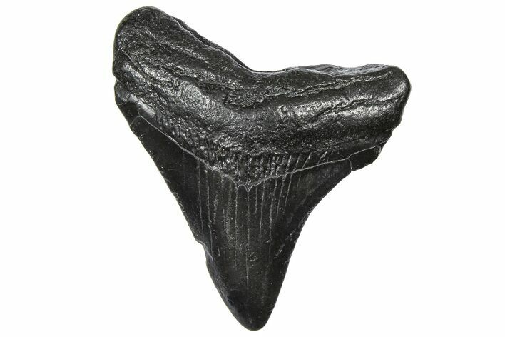 Juvenile Megalodon Tooth - South Carolina #360932